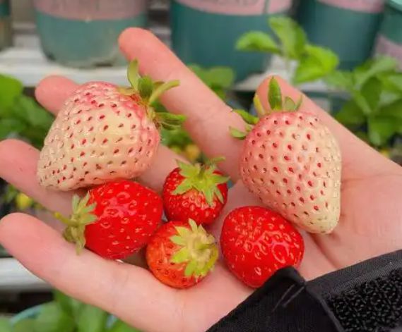 彩神vll首页腐败后生果大换季这5种生果最鲜上市期短别错不对过再等一年(图6)
