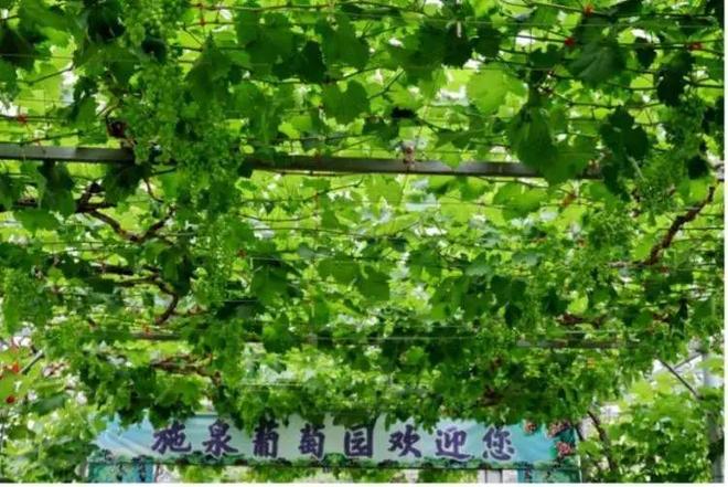 彩神Vll直销更实惠！上海10座公园贩卖新颖当地优良生果24小时内从枝头到餐桌(图3)