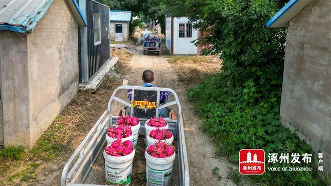 彩神welcome官网绿色农业绘就“火红”致富图景(图2)