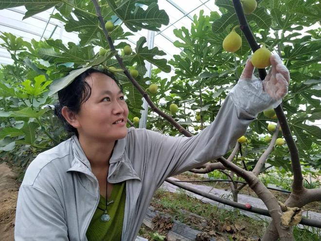 彩神vll官网新农女吕锋的故乡梦(图1)