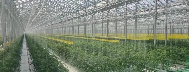 彩神vll购彩大厅为何就中国有大批蔬菜吃而其他国度蔬菜吃的较少？(图6)